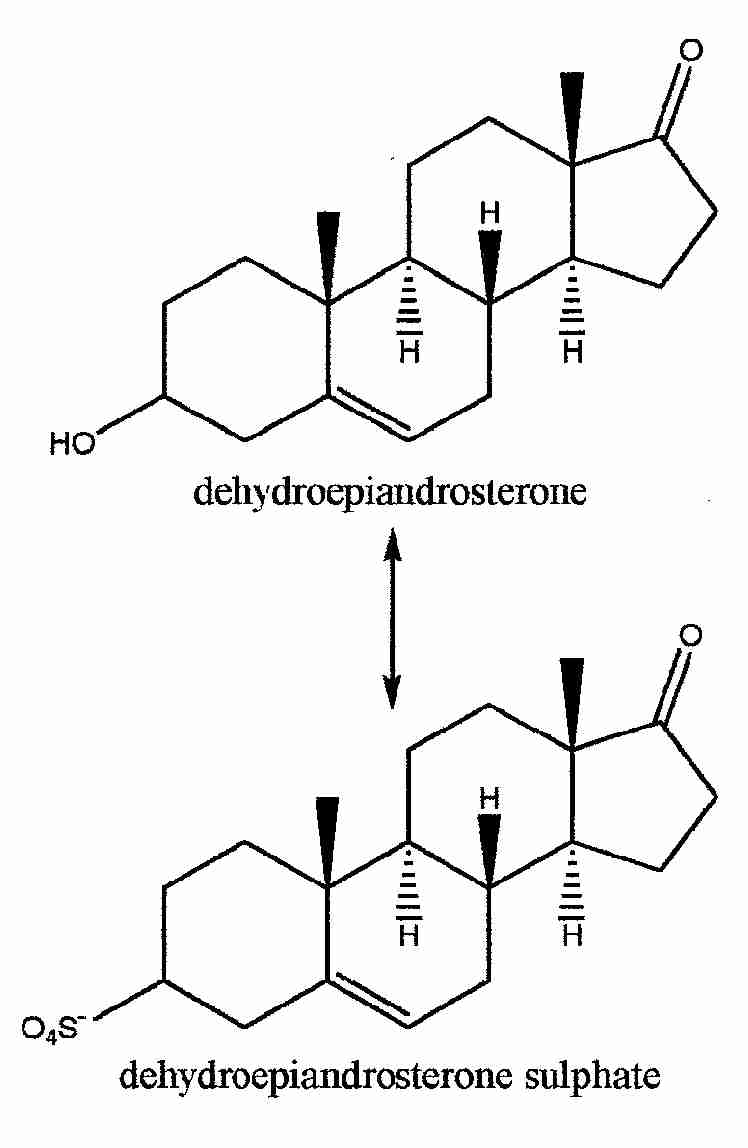 DHEA HORMONE REPLACEMENT