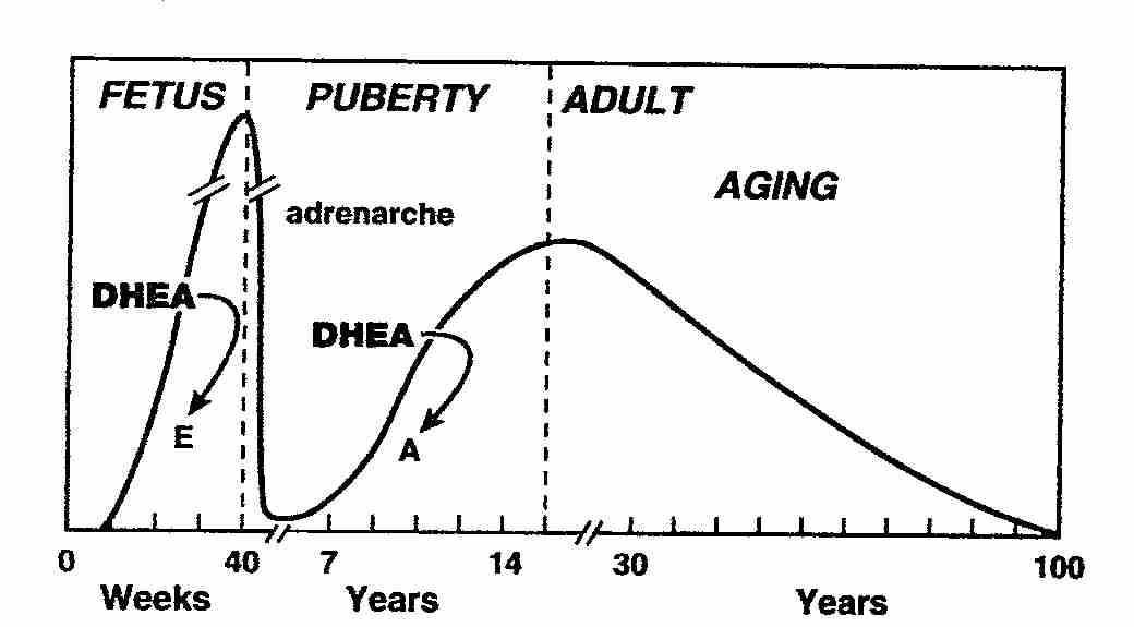 DHEA Changes with Aging
