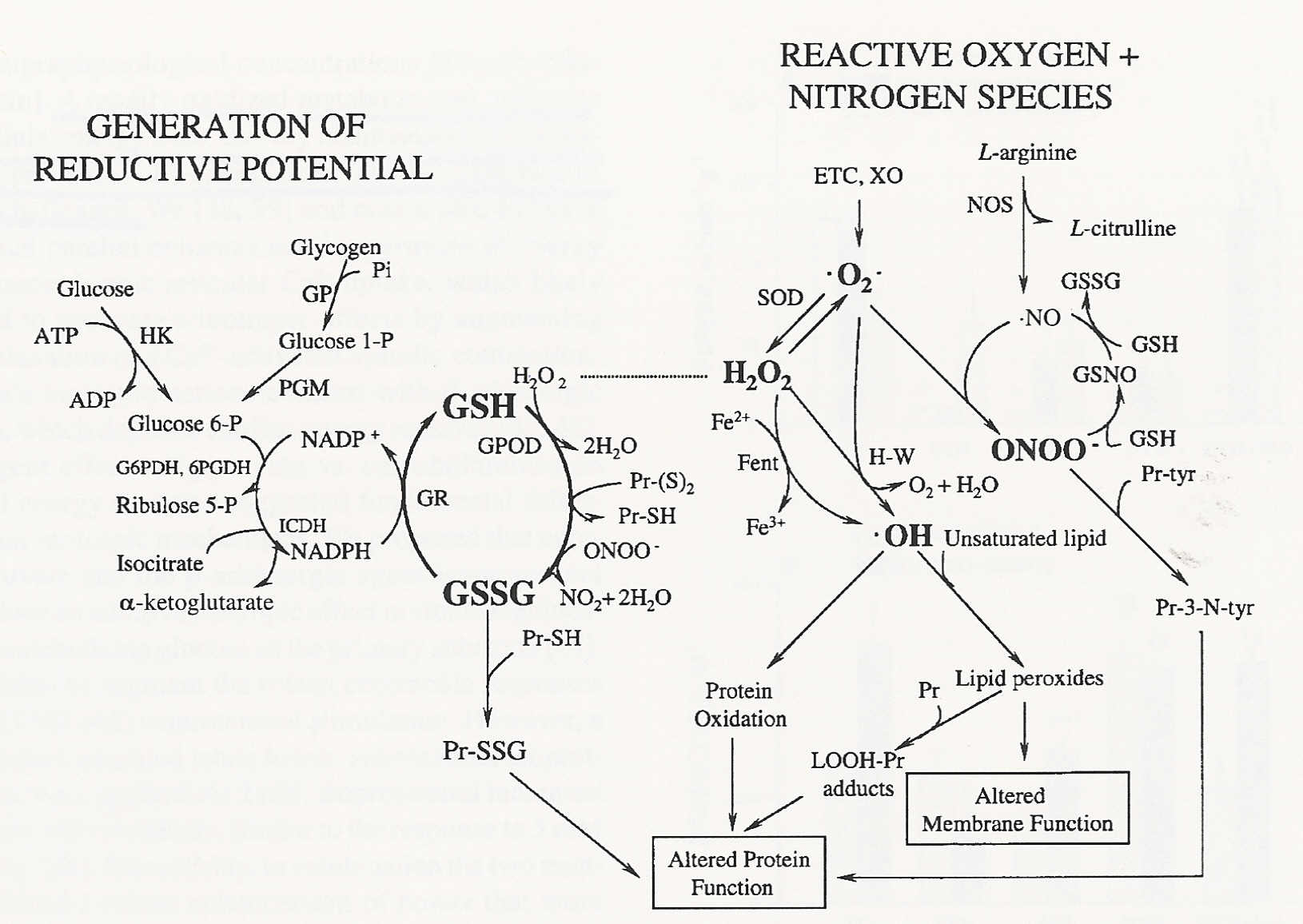 GSH/GSH Redox Pair Anti-Oxidant Defense