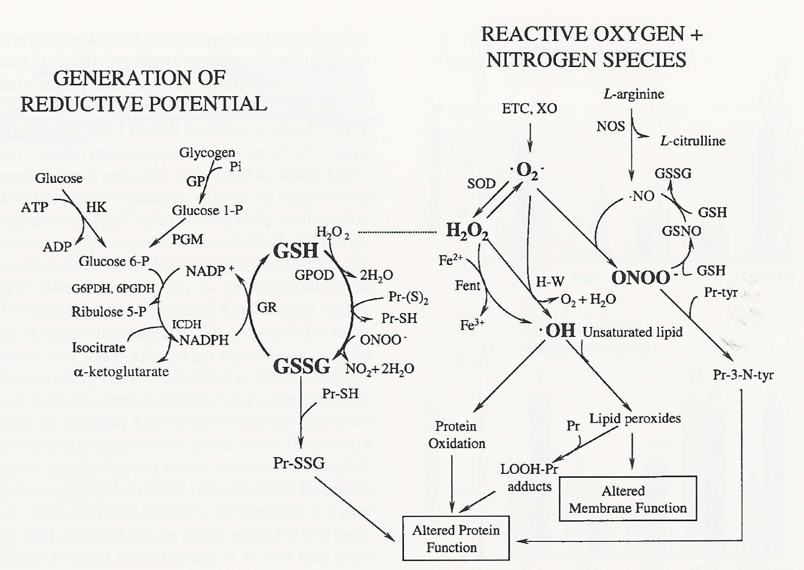 N Acetylcysteine Nac