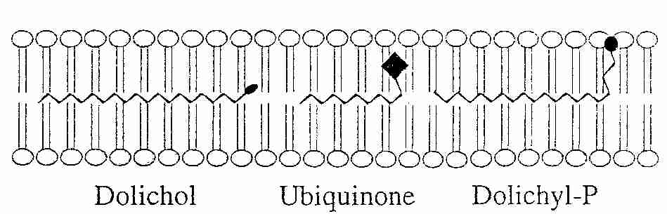 Polyisoprenoid Lipids in Membranes