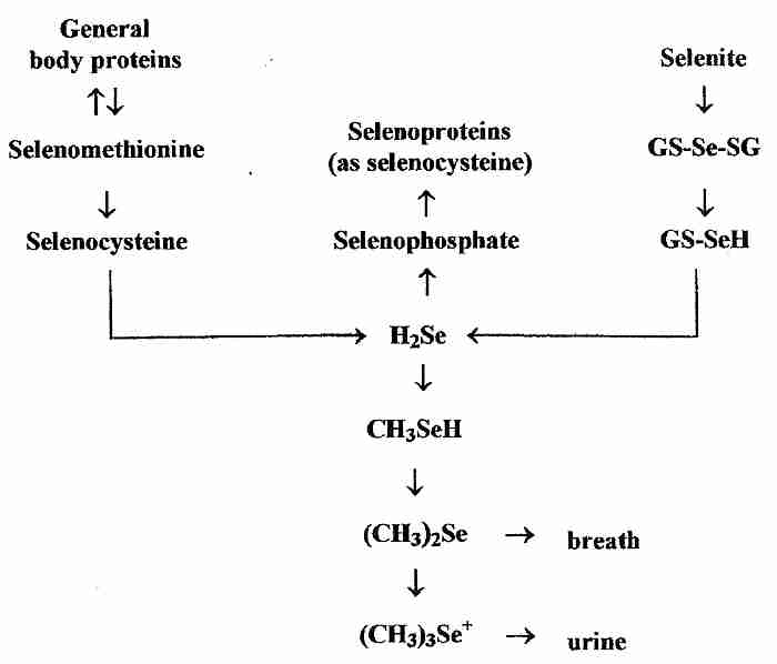 Metabolism of Selenium Compounds