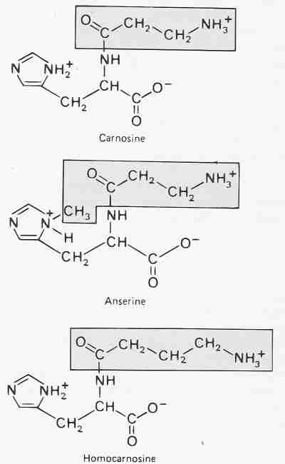 Carnosine-like Molecules