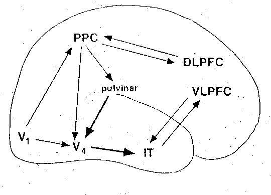 [pulvinar connections]