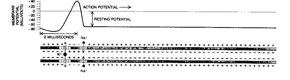 Graph of Action Potential