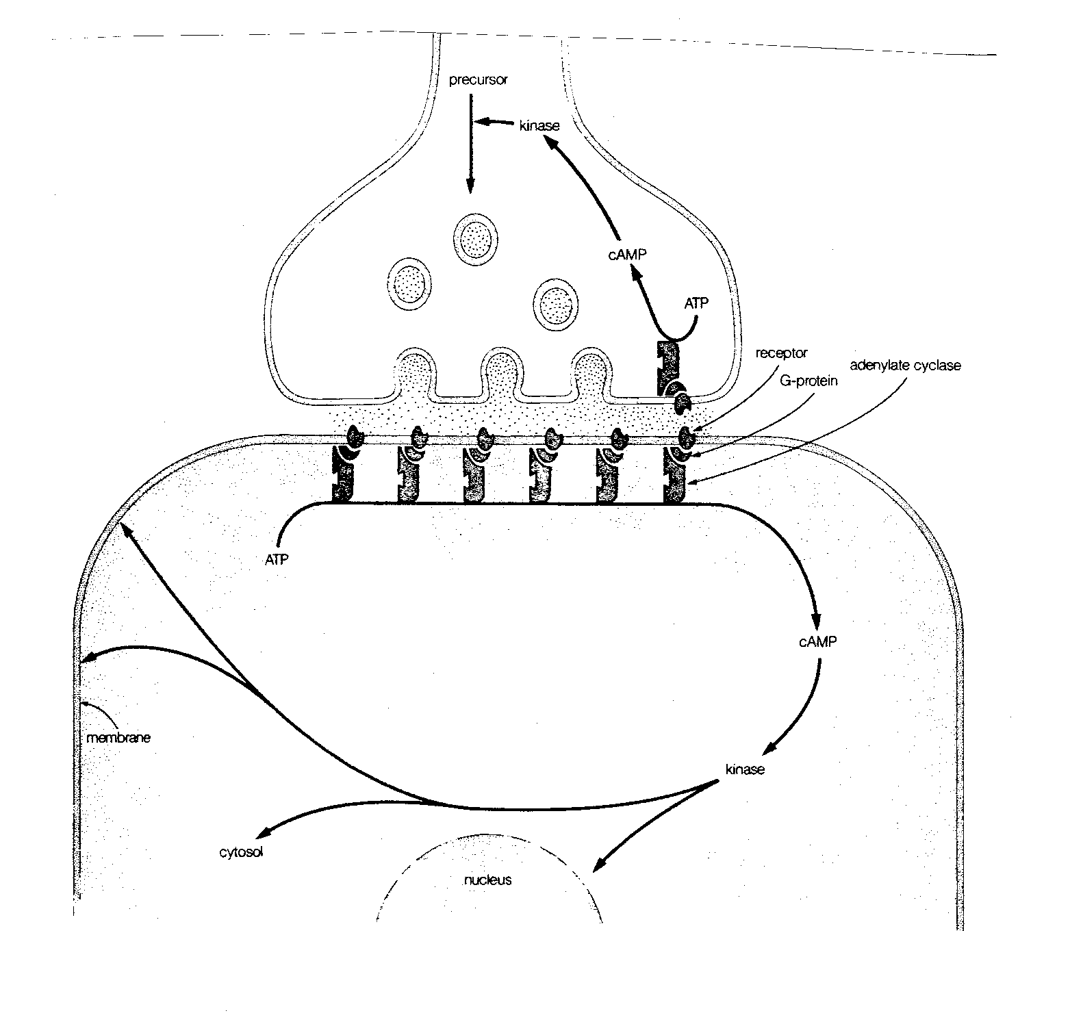 Synaptic Events