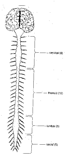 Brain and Spinal Cord