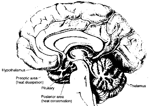Hypothalamus Location in the Brain