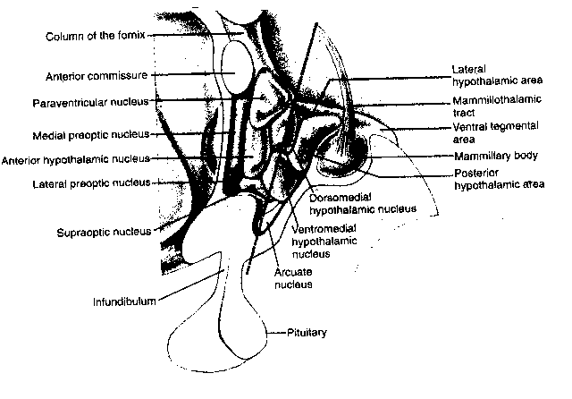 Hypothalamus in Detail