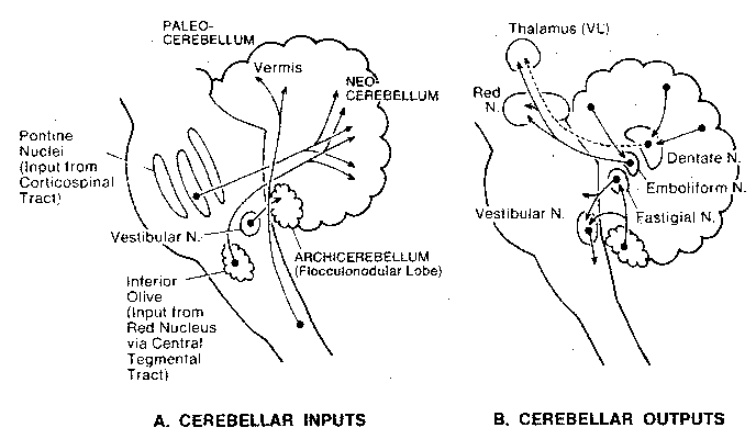 Cerebellar Inputs and Outputs