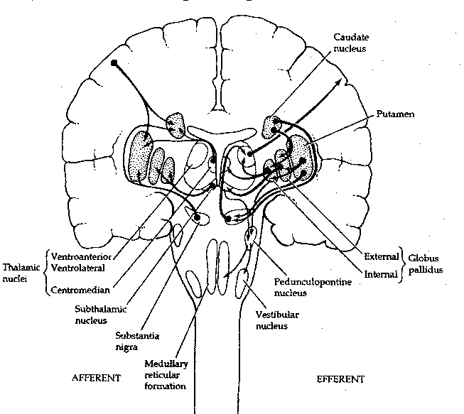 Basal Ganglia Structures