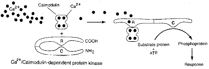 Calcium-Calmodulin Kinase