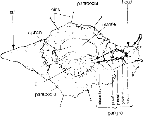 Aplysia californica