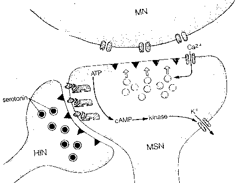 Axo-Axonic Synapse