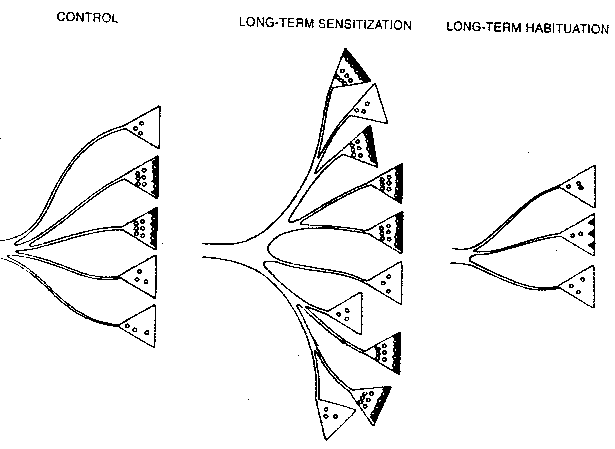 Synapses in Habituation
and Sensitization