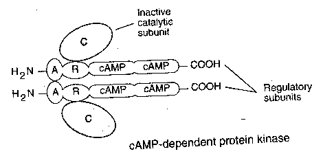 cAMP Kinase