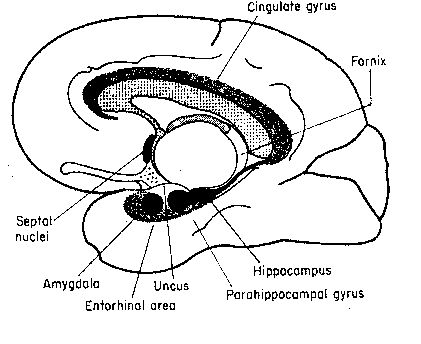 H.M. lost Hippocampus, Amygdala 
and parts of Parahippocampal Gyrus of the Limbic System