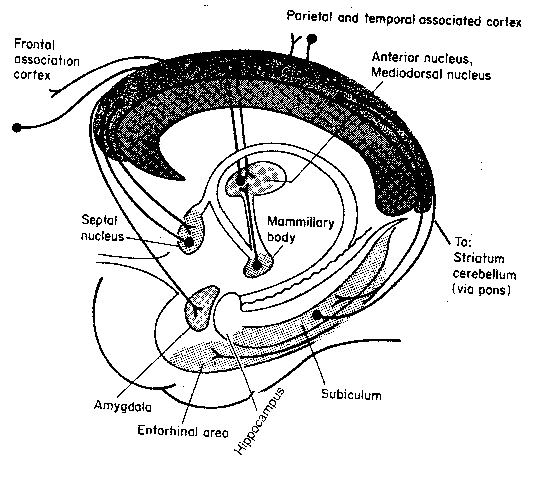 Limbic System connections