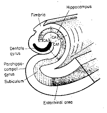 [ Hippocampus Structure ]