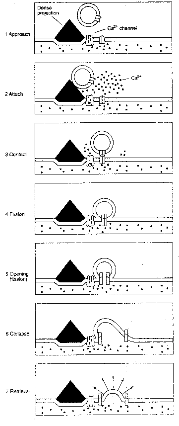 Calcium Causes Vesicles 
Containing Neurotransmitter to Fuse with Post-Synaptic Membrane