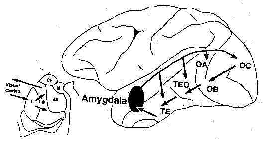 [Occipital cortex amygdala connections]
