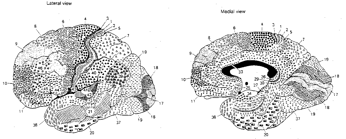 Lateral and Medial view of 
Brodmann Areas