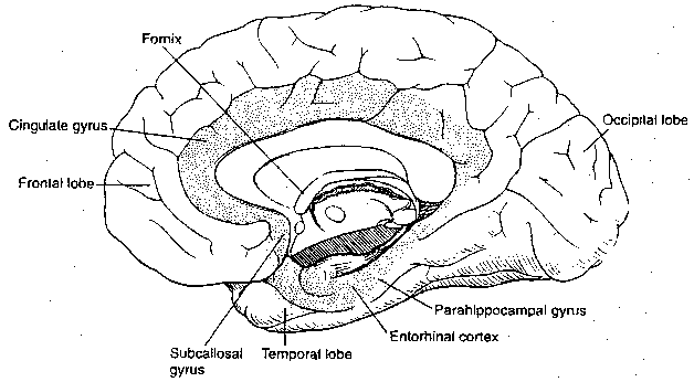 Limbic System Cortical Areas