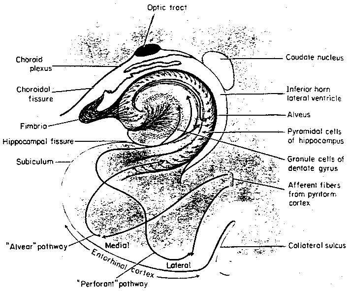 Hippocampus Pathways