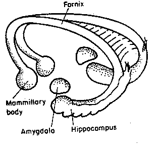 [the fornix and its connections]