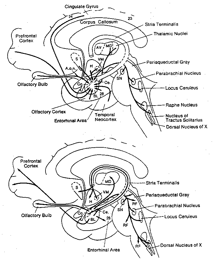 [main connections of the amygdala]
