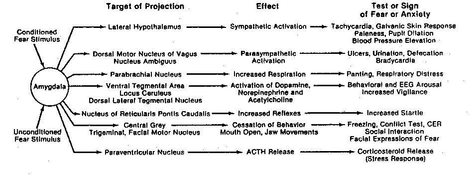 [targets and influences of the amygdala]