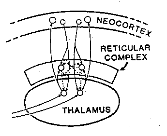 [relation of thalamic reticular complex to cortex and 
thalamus]