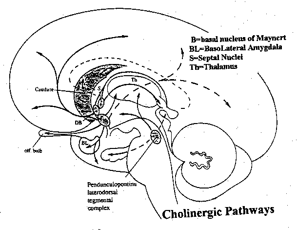 [cholinergic pathways in the brain]