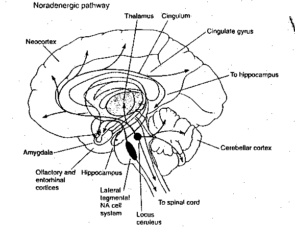 [noradrenergic pathways in the brain]