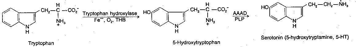 [Serotonin synthesis]